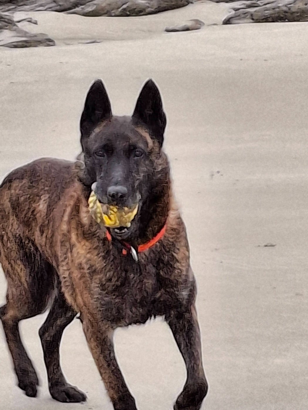 Markelle of Saint John's