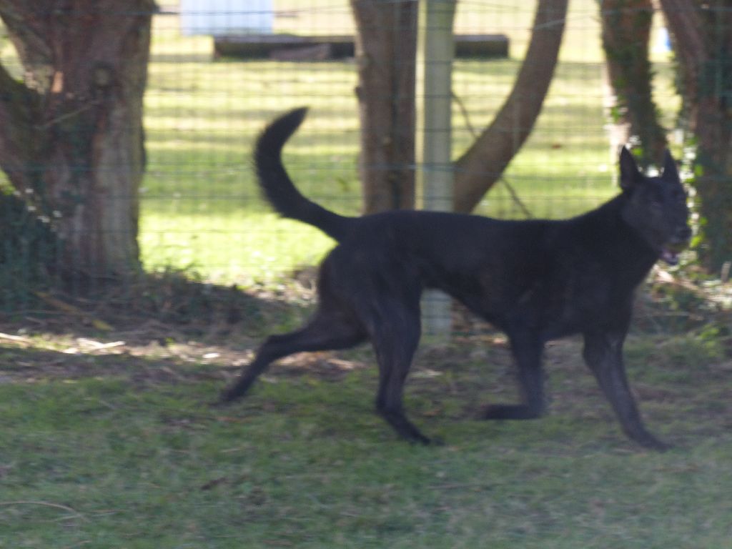 Mac Khalahann's H'avel