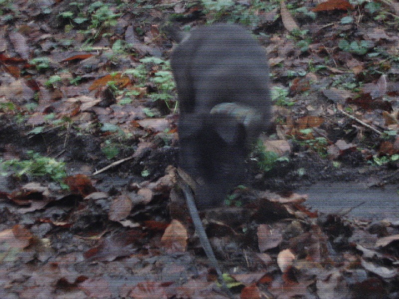 Mac Khalahann's H'avel