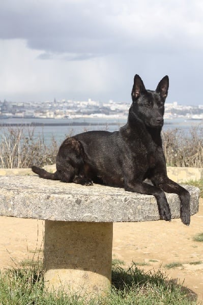 Mac Khalahann's H'avel