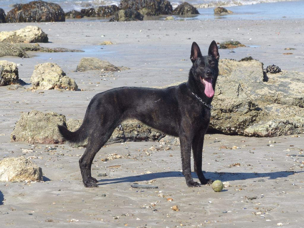 Mac Khalahann's H'avel