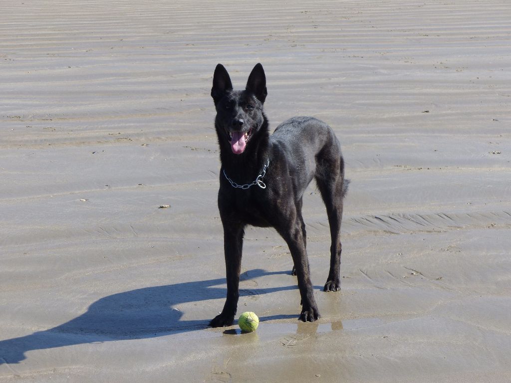 Mac Khalahann's H'avel