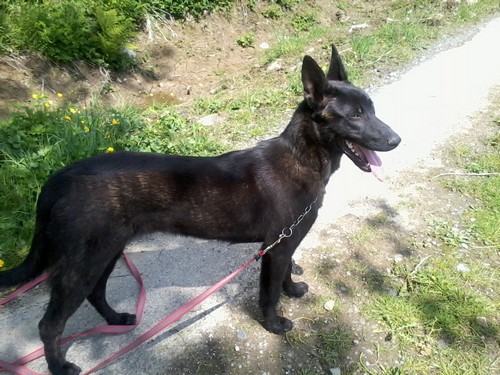 Mac Khalahann's H'avel