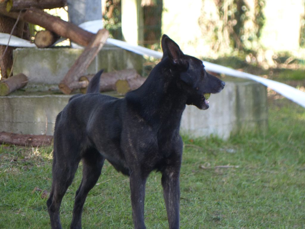 Mac Khalahann's H'avel