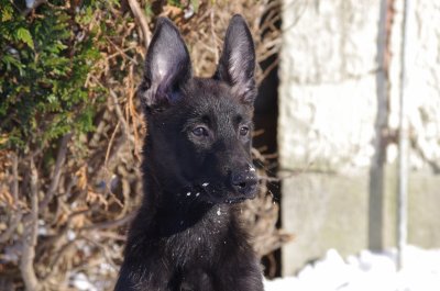 Grace of Saint John's