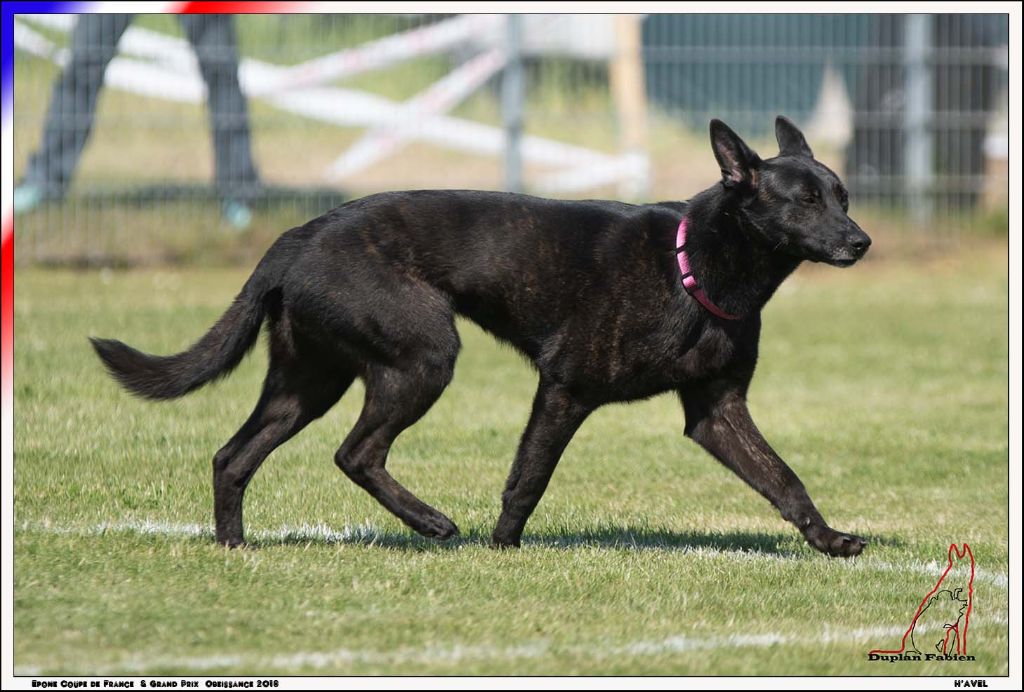 Mac Khalahann's H'avel