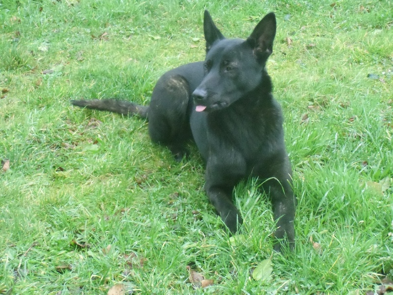 Mac Khalahann's H'avel