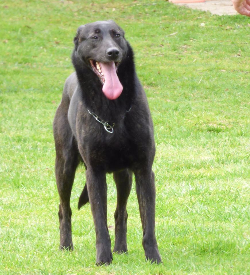 Mac Khalahann's H'avel