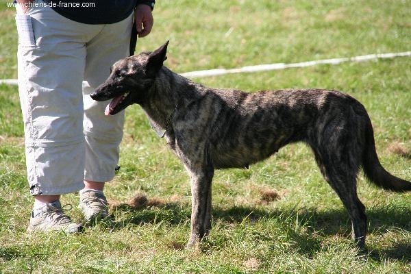 CH. Tocata Des Fonds de Gueule - 1 excellent