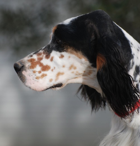 Publication : du fief de la Garenne Auteur : d mulero