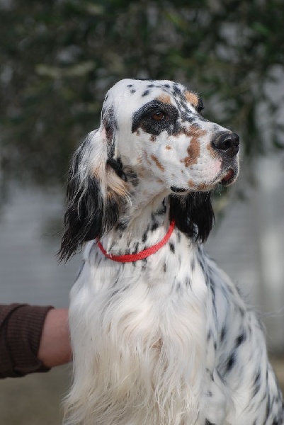 Publication : du fief de la Garenne Auteur : d mulero