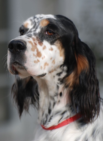 Publication : du fief de la Garenne Auteur : d mulero