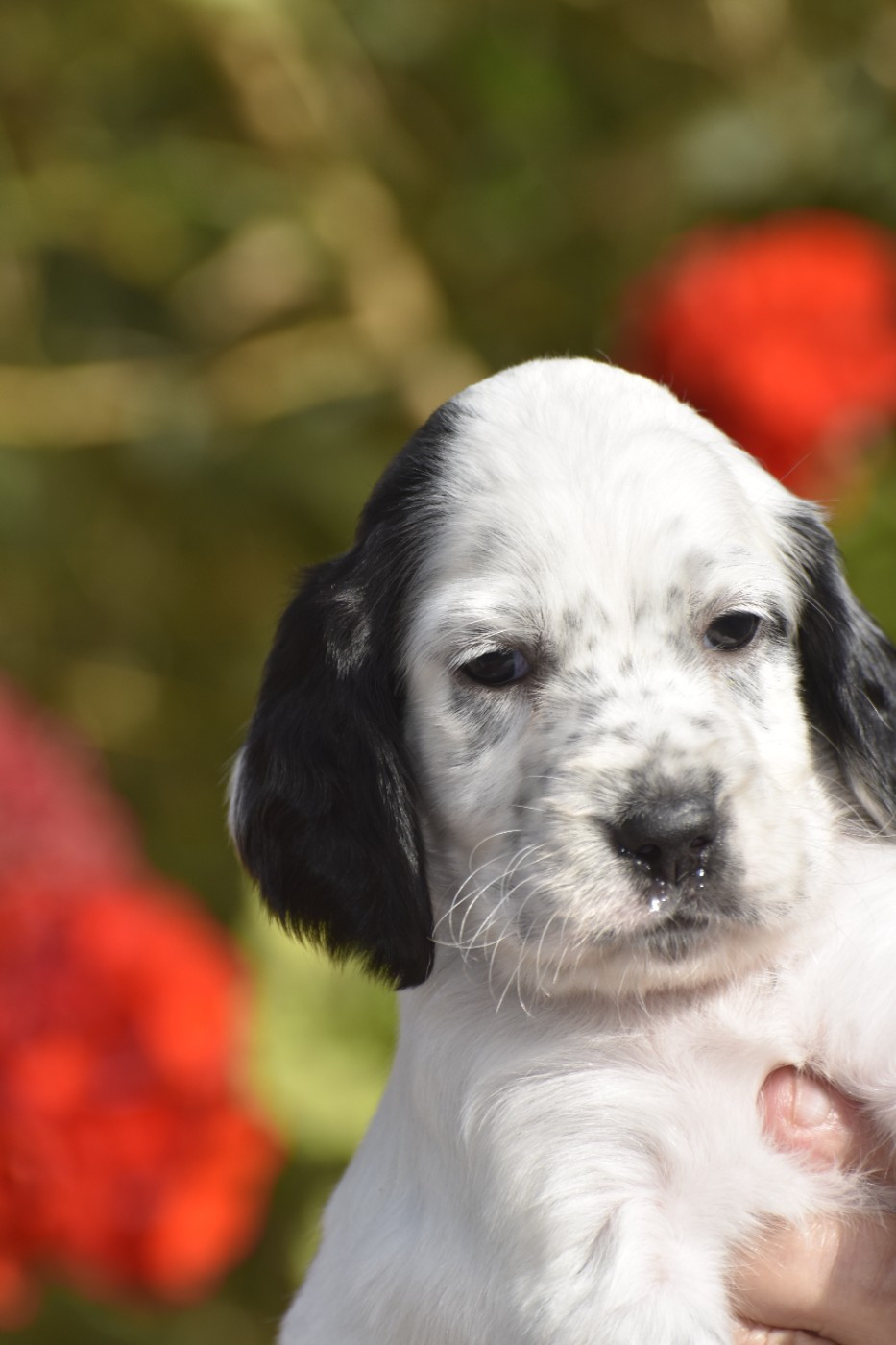 BAYA dufief de la garenne - Setter Anglais