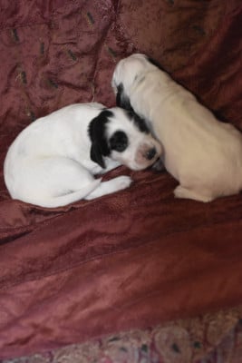 Les chiots de Setter Anglais