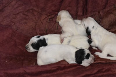 Les chiots de Setter Anglais