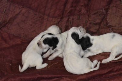Les chiots de Setter Anglais