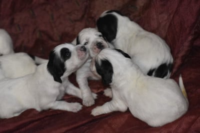 Les chiots de Setter Anglais