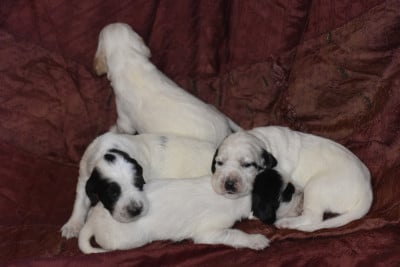 Les chiots de Setter Anglais