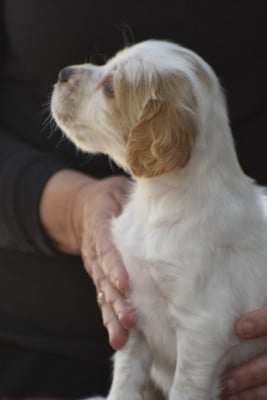 Les chiots de Setter Anglais