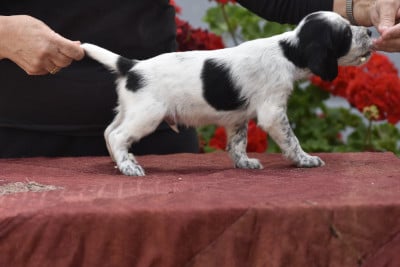 Les chiots de Setter Anglais