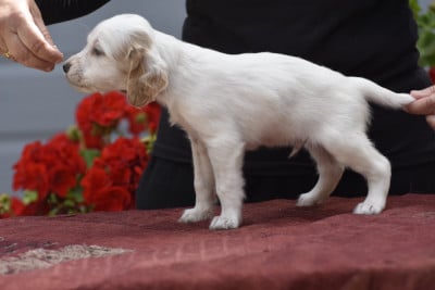Les chiots de Setter Anglais