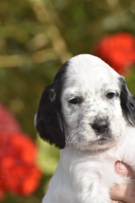 Les chiots de Setter Anglais