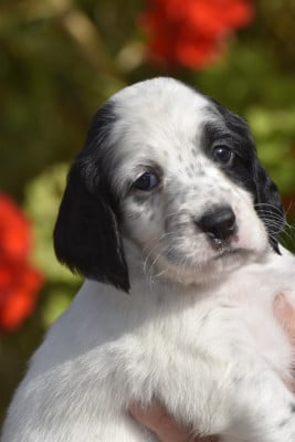 Les chiots de Setter Anglais