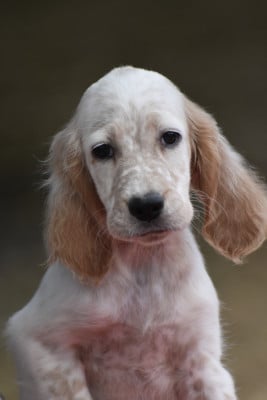 Les chiots de Setter Anglais