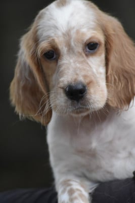 Les chiots de Setter Anglais