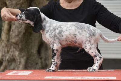 Les chiots de Setter Anglais