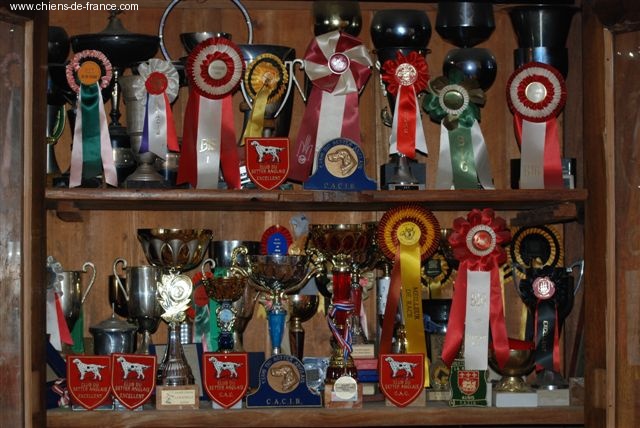 CH. Nencini's Simba - 1 exc classe travail CAC - CACIB