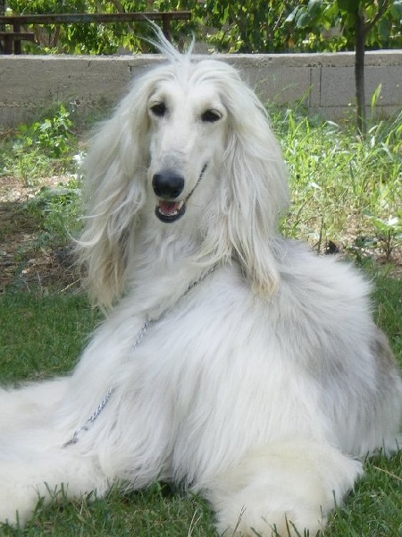 Publication : de la chenaie de Bernagym