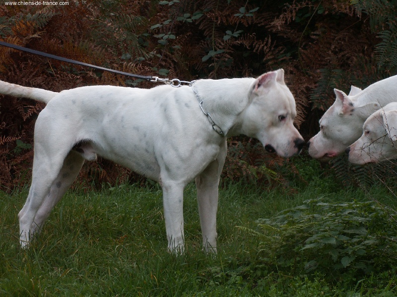 Publication : du Royaume de Diane