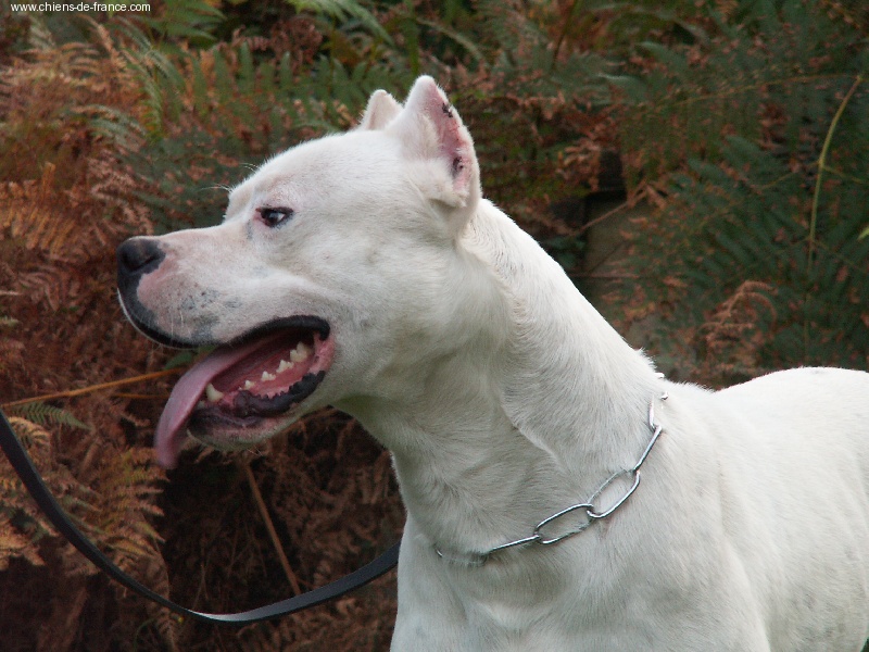 Publication : du Royaume de Diane