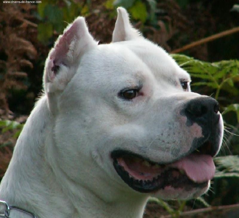 Publication : du Royaume de Diane