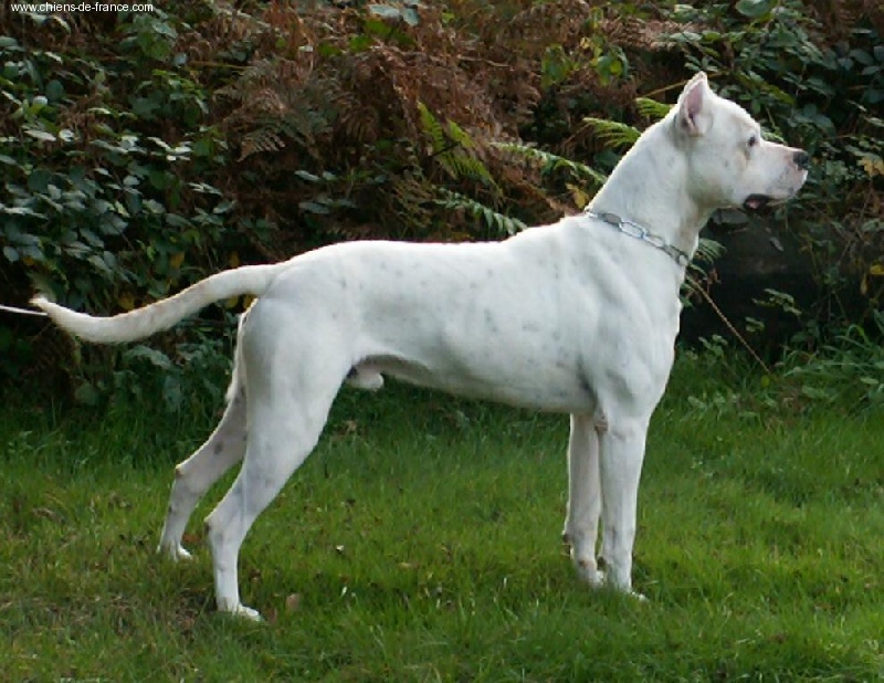 Publication : du Royaume de Diane