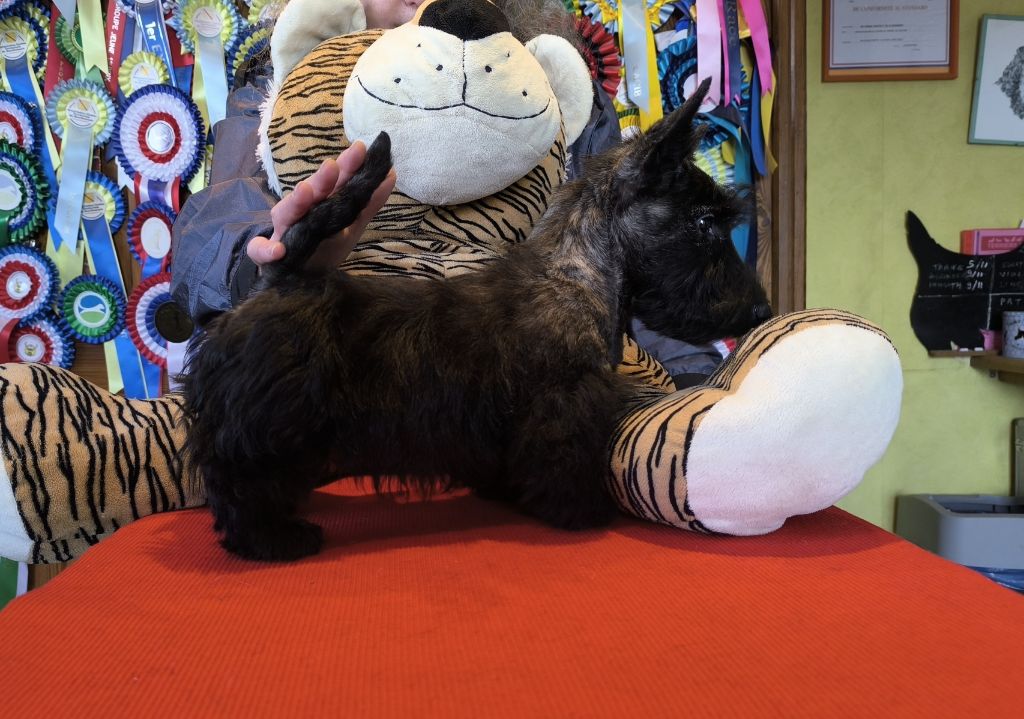 Scottish Terrier - de Glenderry