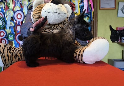 Les chiots de Scottish Terrier