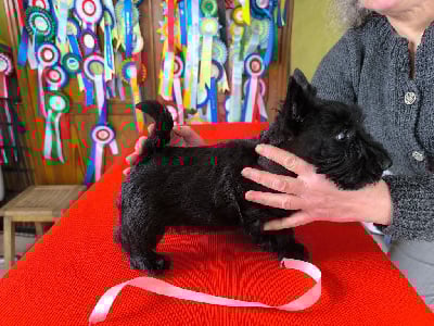 Les chiots de Scottish Terrier