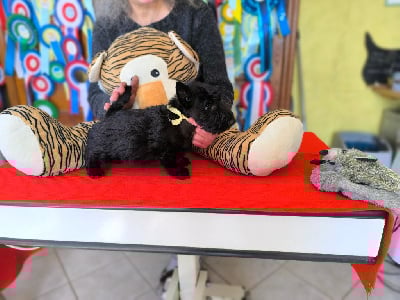 Les chiots de Scottish Terrier