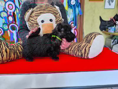 Les chiots de Scottish Terrier