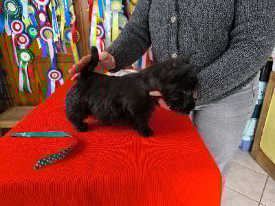 Les chiots de Scottish Terrier