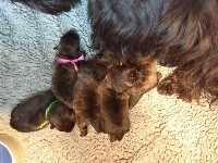 Scottish Terrier - de Glenderry