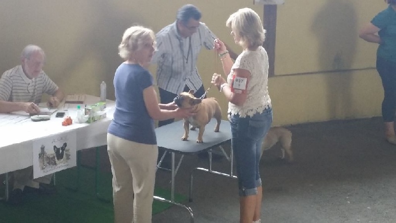 Gothika diaz du Clos des Papillons - EXCELLENT