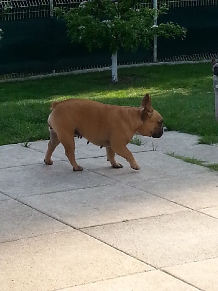 Gothika diaz du Clos des Papillons - 2ème TRES BON