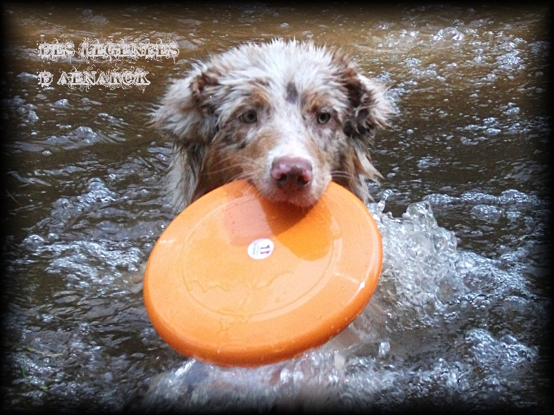 Publication : Des Legendes D'aenarok Auteur : Des Légendes d'Aenarok
