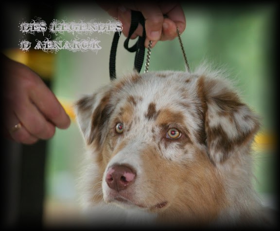 Publication : Des Legendes D'aenarok Auteur : Des Légendes d'Aenarok