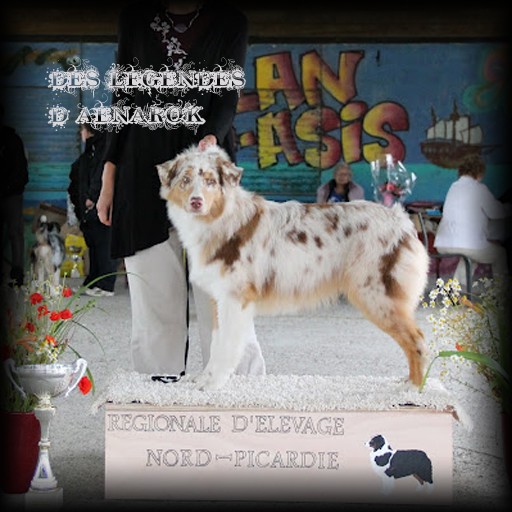 Publication : Des Legendes D'aenarok Auteur : Des Légendes d'Aenarok