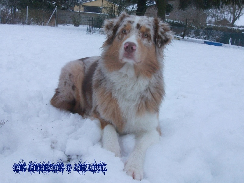 Publication : Des Legendes D'aenarok Auteur : Des Légendes d'Aenarok