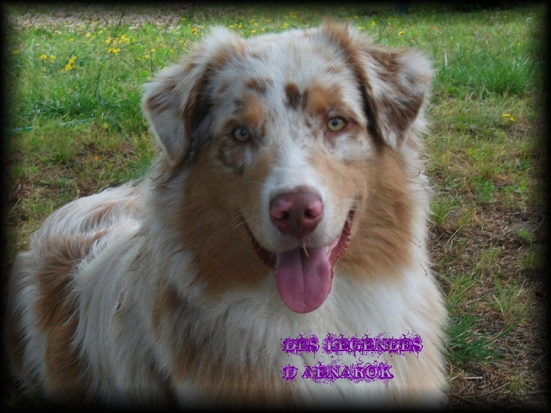 Publication : Des Legendes D'aenarok Auteur : Des Légendes d'Aenarok